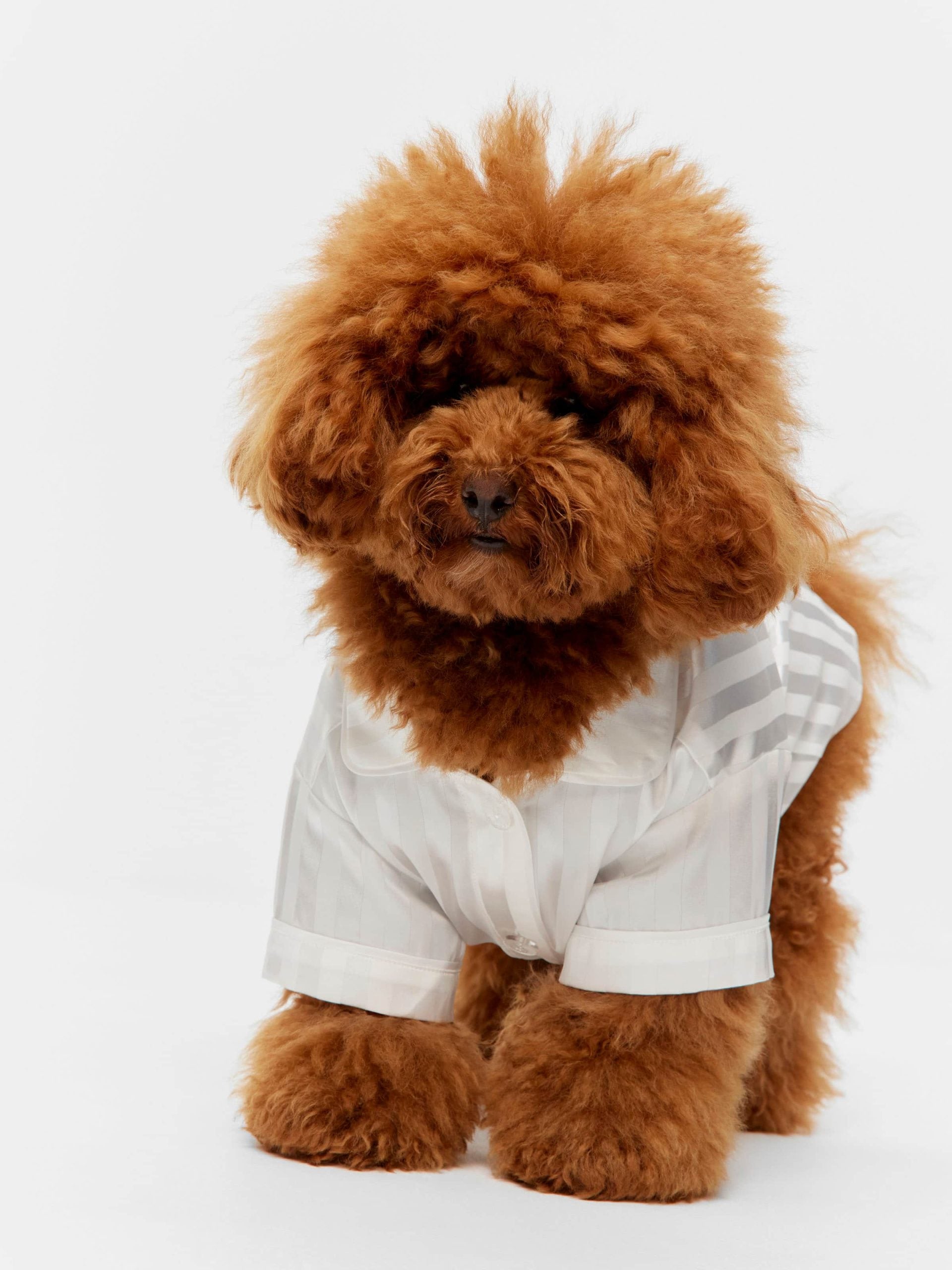 White Stripe Satin Doggie Shirt White image 1